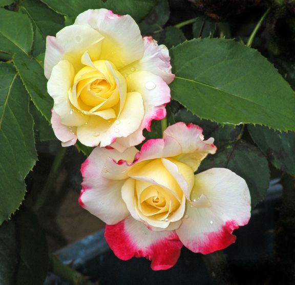 Double Delight photo 2014_07130011_zps708ac2a1.jpg